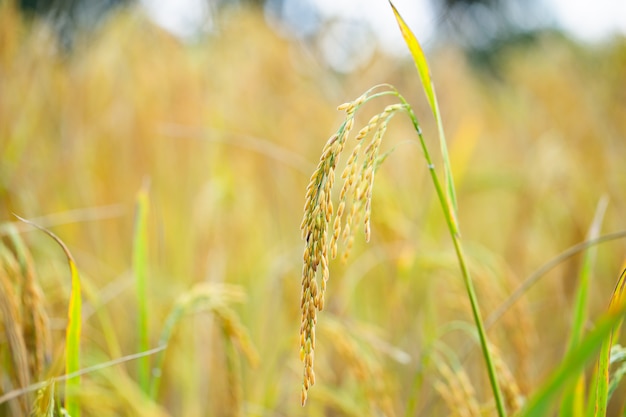 Rice grains in rice fields