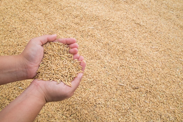 Rice on hand,farmer