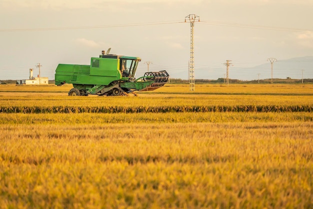 Rice harvester at sunset in the Albufera of Valencia natural park