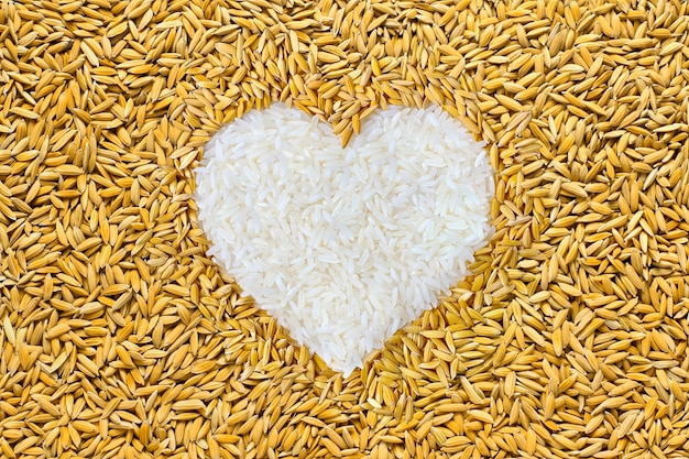 Rice lover. pile of paddy rice grain in heart shape. Stack paddy rice in heart sign show love Vegetarian, Culture life, Health food, environment, Natural food, Rice for life concept.