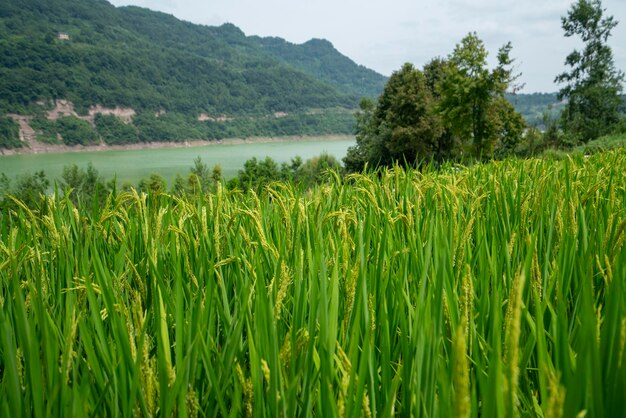 Photo rice paddies by the lake