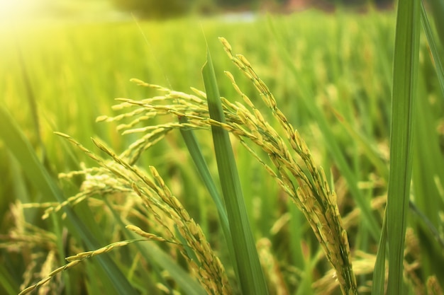 Rice paddy field in asia