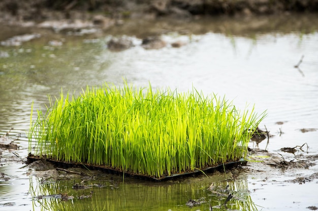 Rice in a paddy field close up