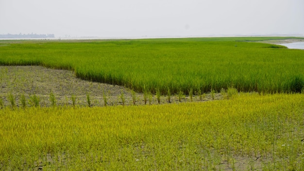 Rice paddy field cultivated green paddy field