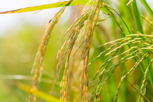 Rice paddy field in thailand,copy space.