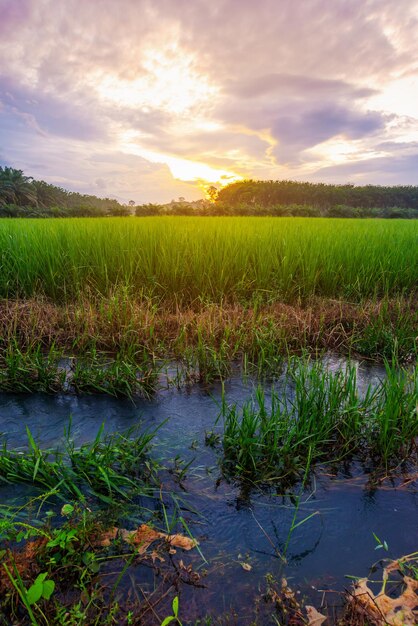 Rice paddy in rice field rural with cloud sky in daylight, Green field rural countryside, Paddy rice with green field