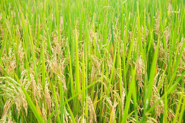 Rice paddy