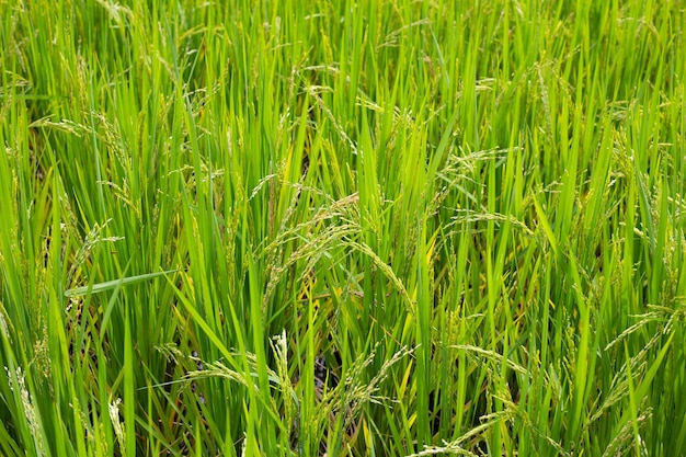 Rice plant in rice field