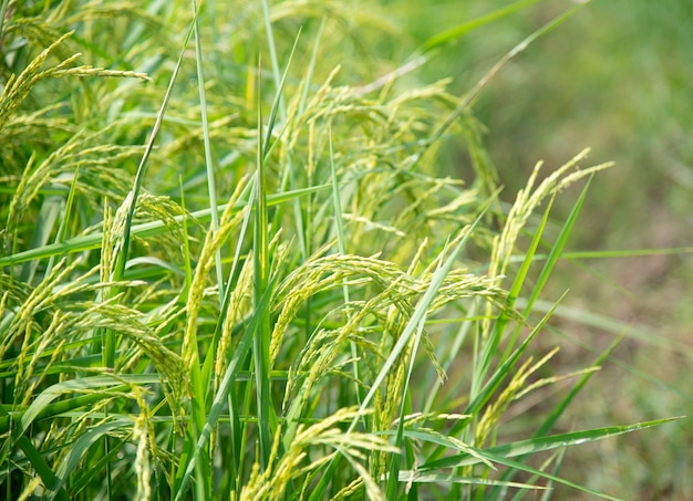 Rice Plant