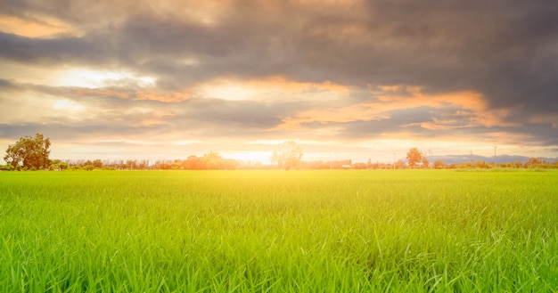 Rice plantation. Green rice paddy field. Organic rice farm in Asia. Rice growing agriculture. Green paddy field. Paddy-sown ricefield cultivation. Landscape of agricultural farm and cloudy sky.