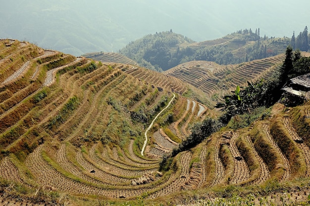 Rice plantation terrace on mountain in China Beautiful agriculture farm land of traditional village in countryside valley High quality photo