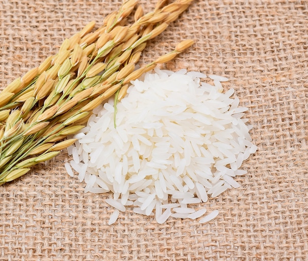 Rice plants, grains of Thai jasmine rice