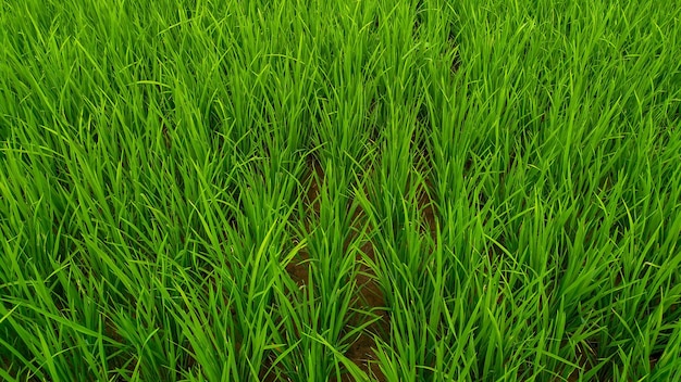 Rice plants growing well in fresh green rice fields Indonesian agriculture