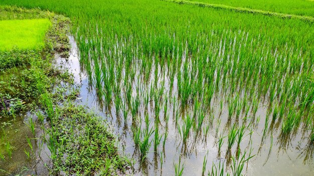 Rice plants growing well in fresh green rice fields Indonesian agriculture