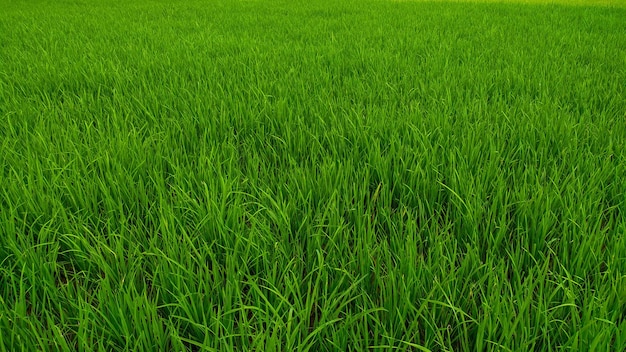 Rice plants growing well in fresh green rice fields Indonesian agriculture