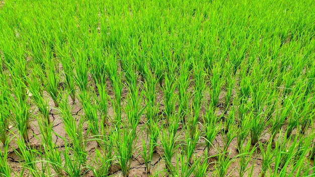 Rice plants growing well in fresh green rice fields Indonesian agriculture