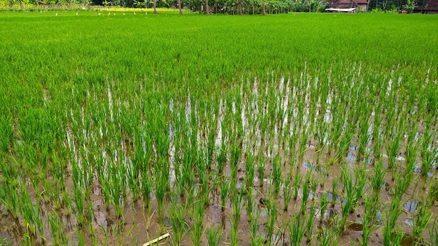 Rice plants growing well in fresh green rice fields Indonesian agriculture