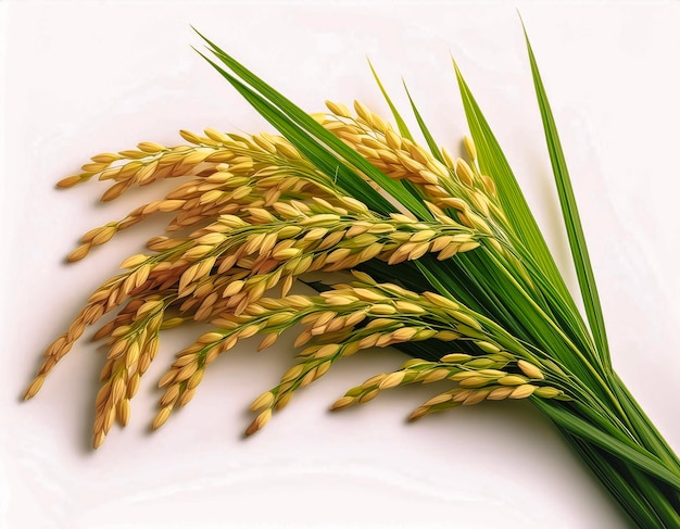 rice plants isolated on white background