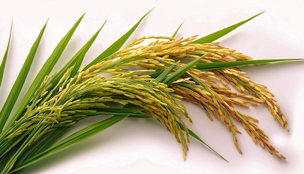 rice plants isolated on white background