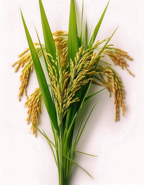 rice plants isolated on white background