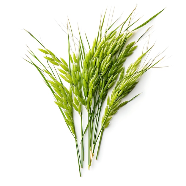 Rice plants on white background