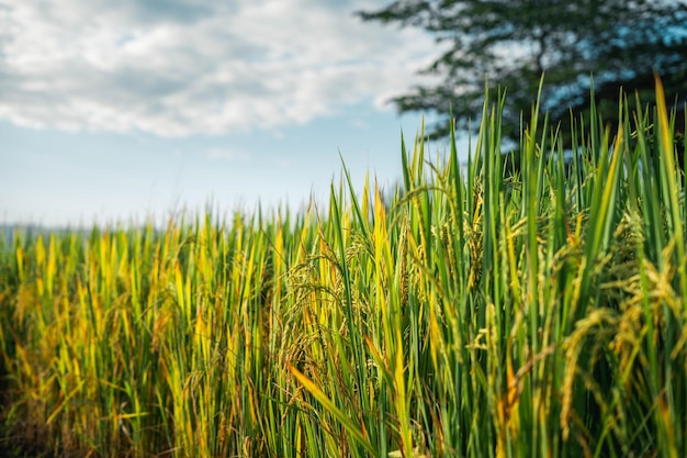 Rice and rice fields in the countryside