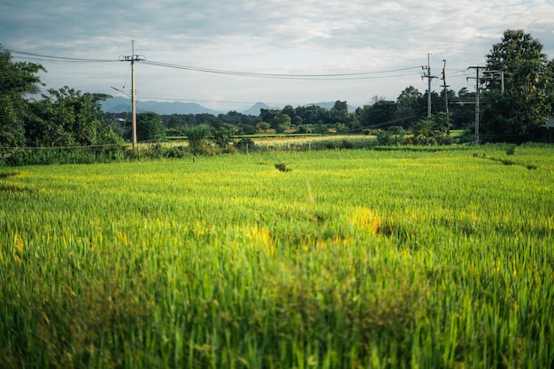 Rice and rice fields in the countryside