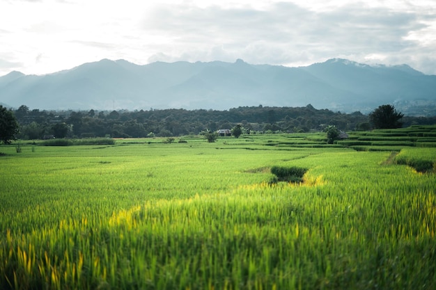 Rice and rice fields in the countryside