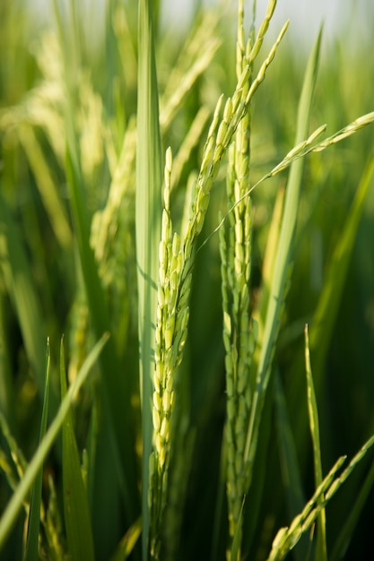 Rice and rice fields.