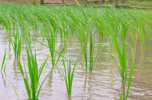 Rice seedlings in the fields