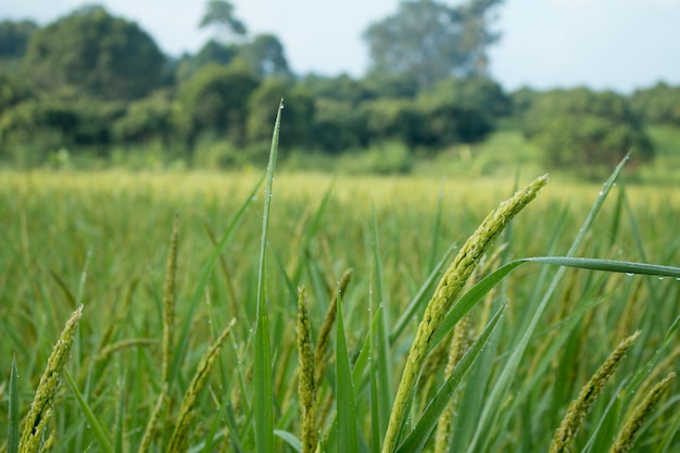 rice spike in Paddy field on autumn