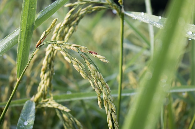 rice spike in Paddy field on autumn