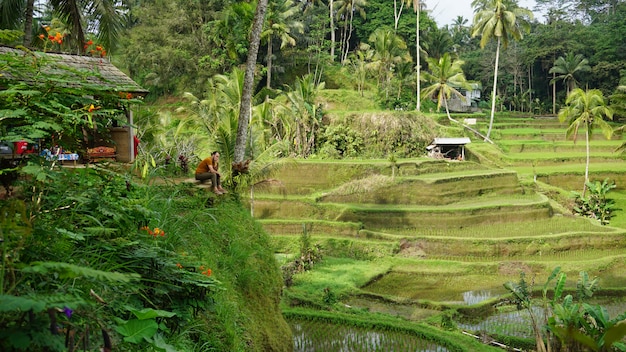 Rice Terrace Fields, Ubud, Bali