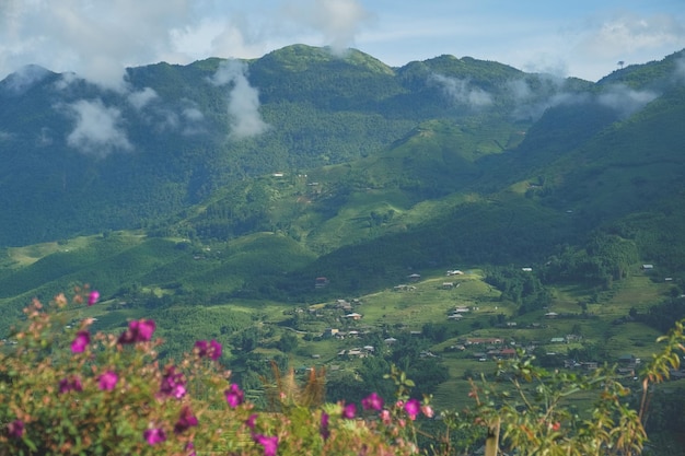 Rice terraces agricultural fields in countryside Sapa Vietnam mountain hills valley on summer in travel trip and holidays vacation concept