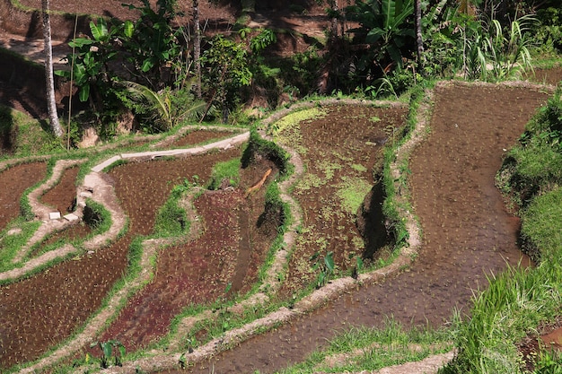 The rice terraces on Bali, Indonesia