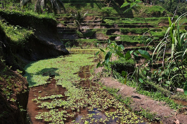 The rice terraces on Bali, Indonesia