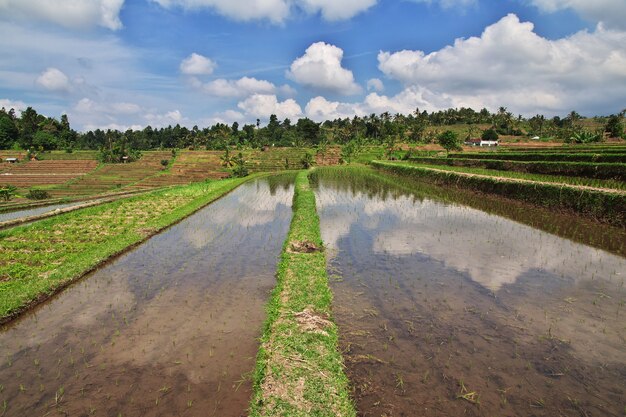 The rice terraces on Bali, Indonesia