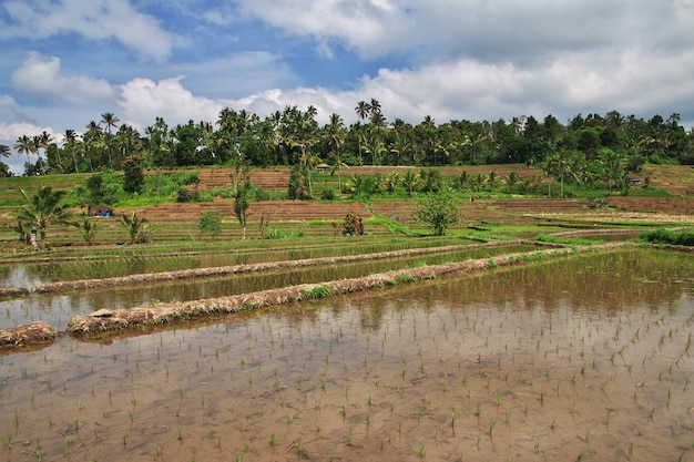 The rice terraces on Bali, Indonesia