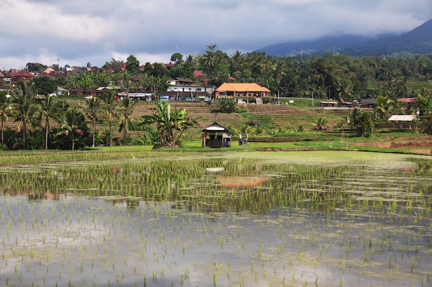 The rice terraces on Bali, Indonesia