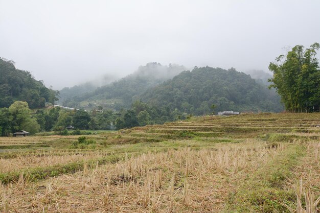 Rice terraces field in Mae Klang Luang , Mae Chaem, Chiang Mai, Thailand