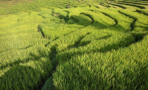 rice terraces in island