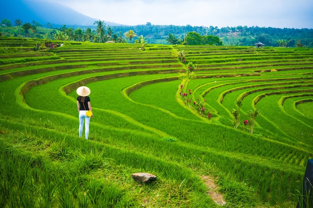 Rice terraces in mountains bali indonesia