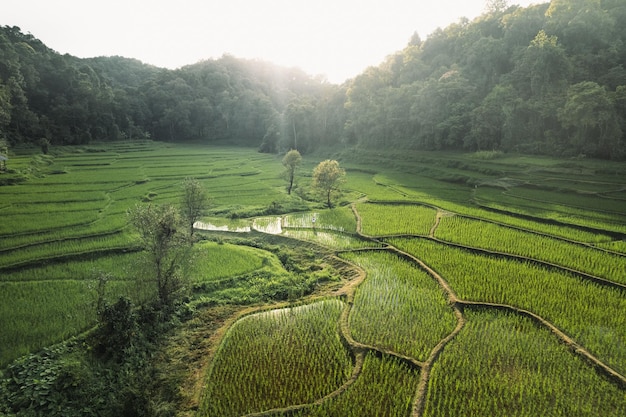 Rice terraces in rural forest at dusk