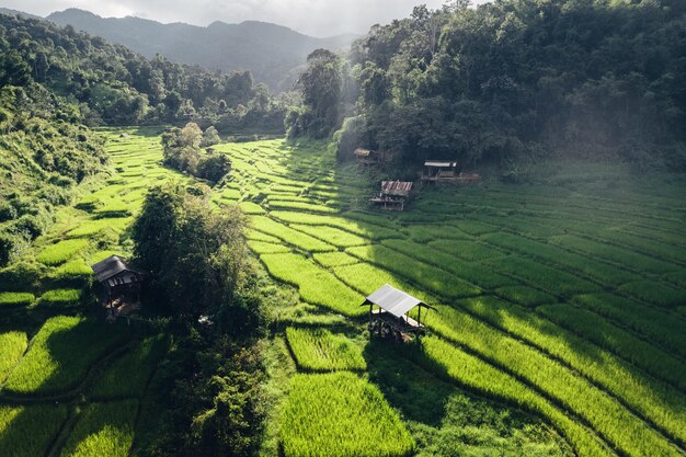 Rice terraces in rural forest with evening light