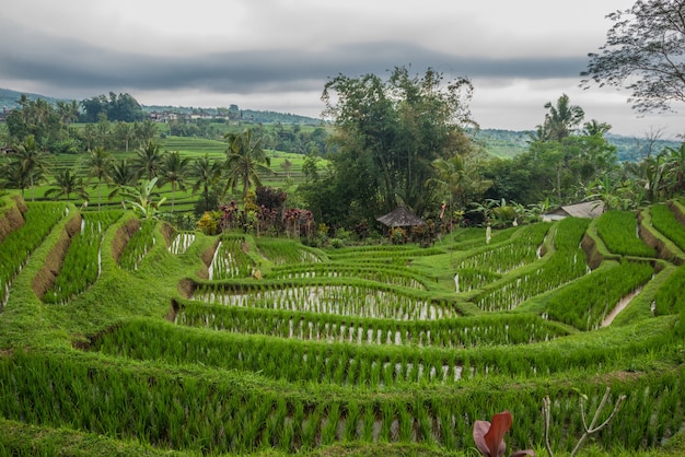 Rice terraces in Tegallalang, Ubud, Bali, Indonesia.