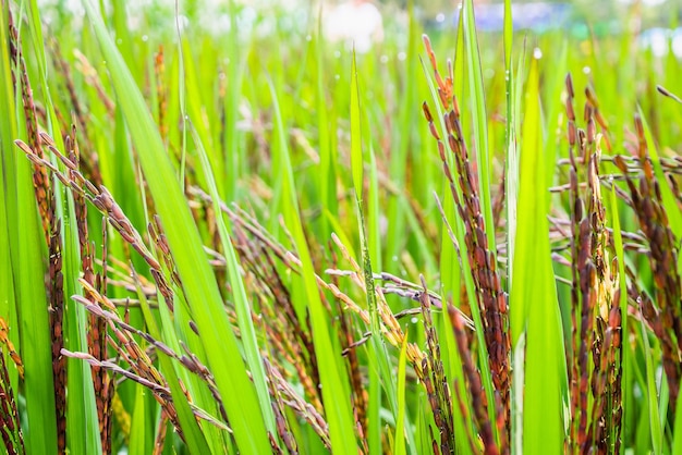 Riceberry plant in green organic rice paddy field