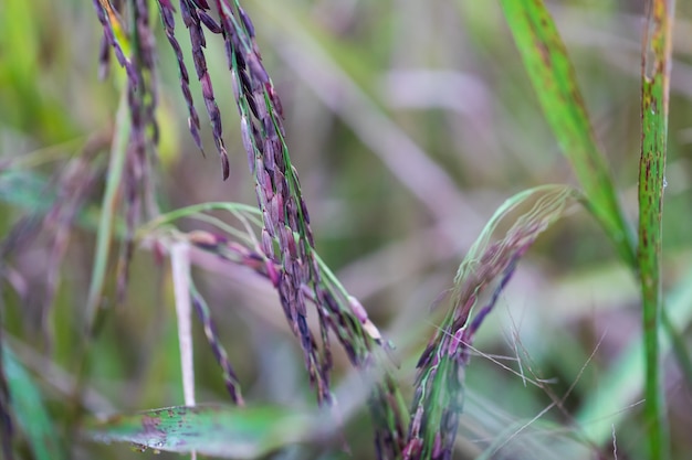 Riceberry in rice paddy