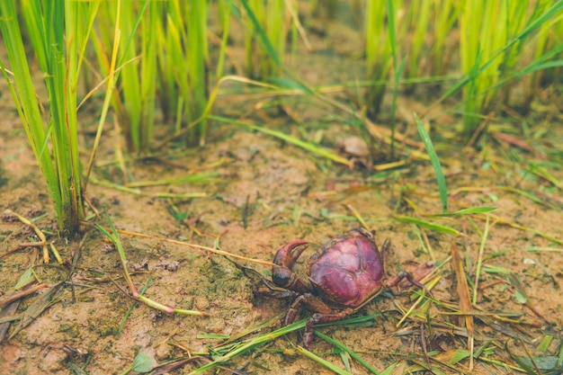 Ricefield crab (Freshwater crab) in Rice field thailand green rice farm and asian farmer