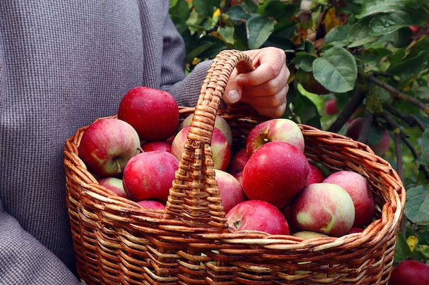 Rich autumn in the garden red apples in a wicker basket in the hands of a woman on a gray background of her clothes closeup space for text