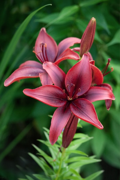 Rich dark red Lilium asiatic flower in a green background